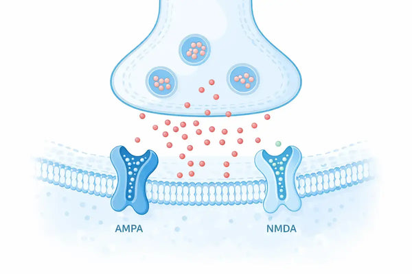 Glutamate synapse with AMPA and NMDA receptors