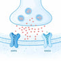 Glutamate synapse with AMPA and NMDA receptors